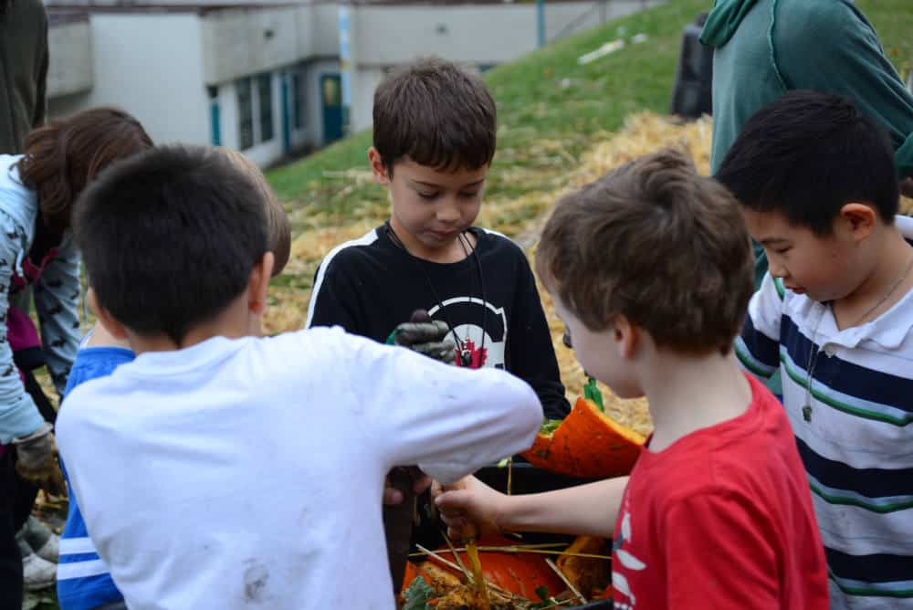Boys picking vegetables