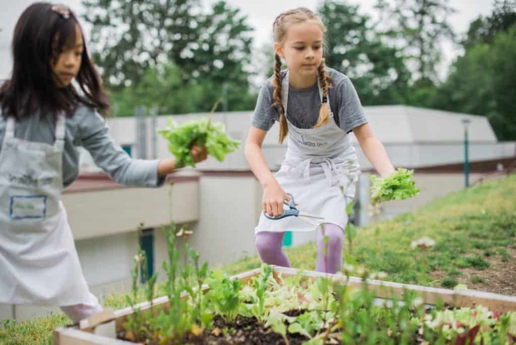 Purpose of our school garden programs