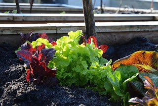 Salad Greens – Future Salad School Salad Bar?