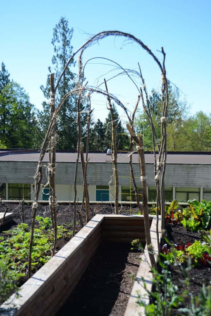 Bean Archway – How to build one with a group of students…