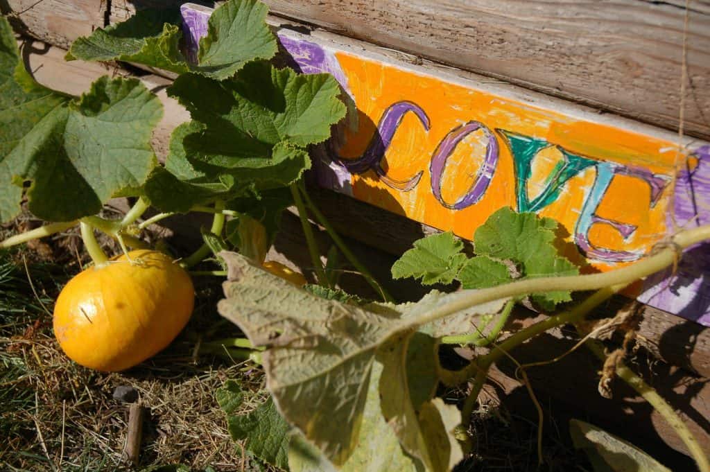 Pumpkins